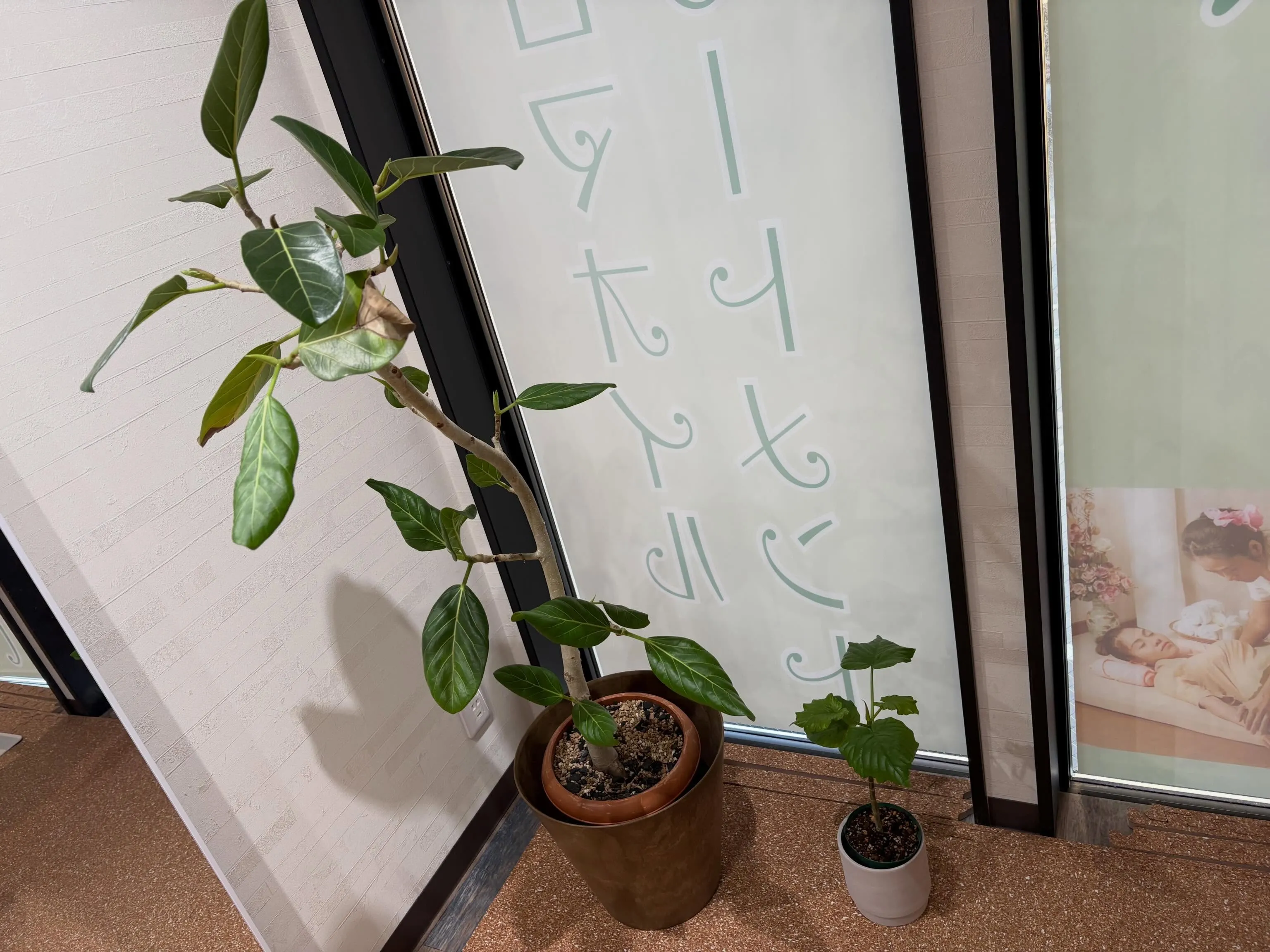 【植物に囲まれてリラックスしたひとときを🍀】