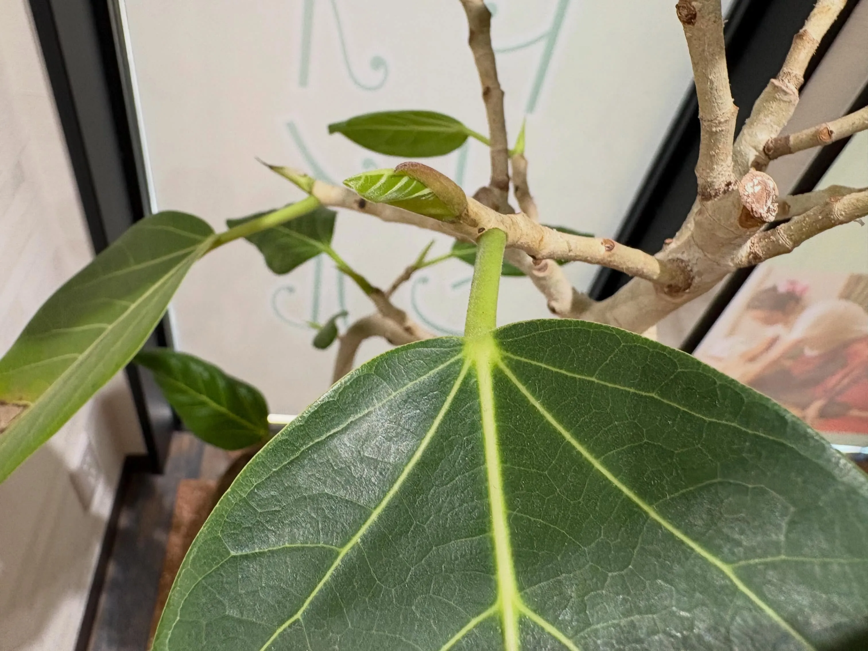 【植物に囲まれてリラックスしたひとときを🍀】