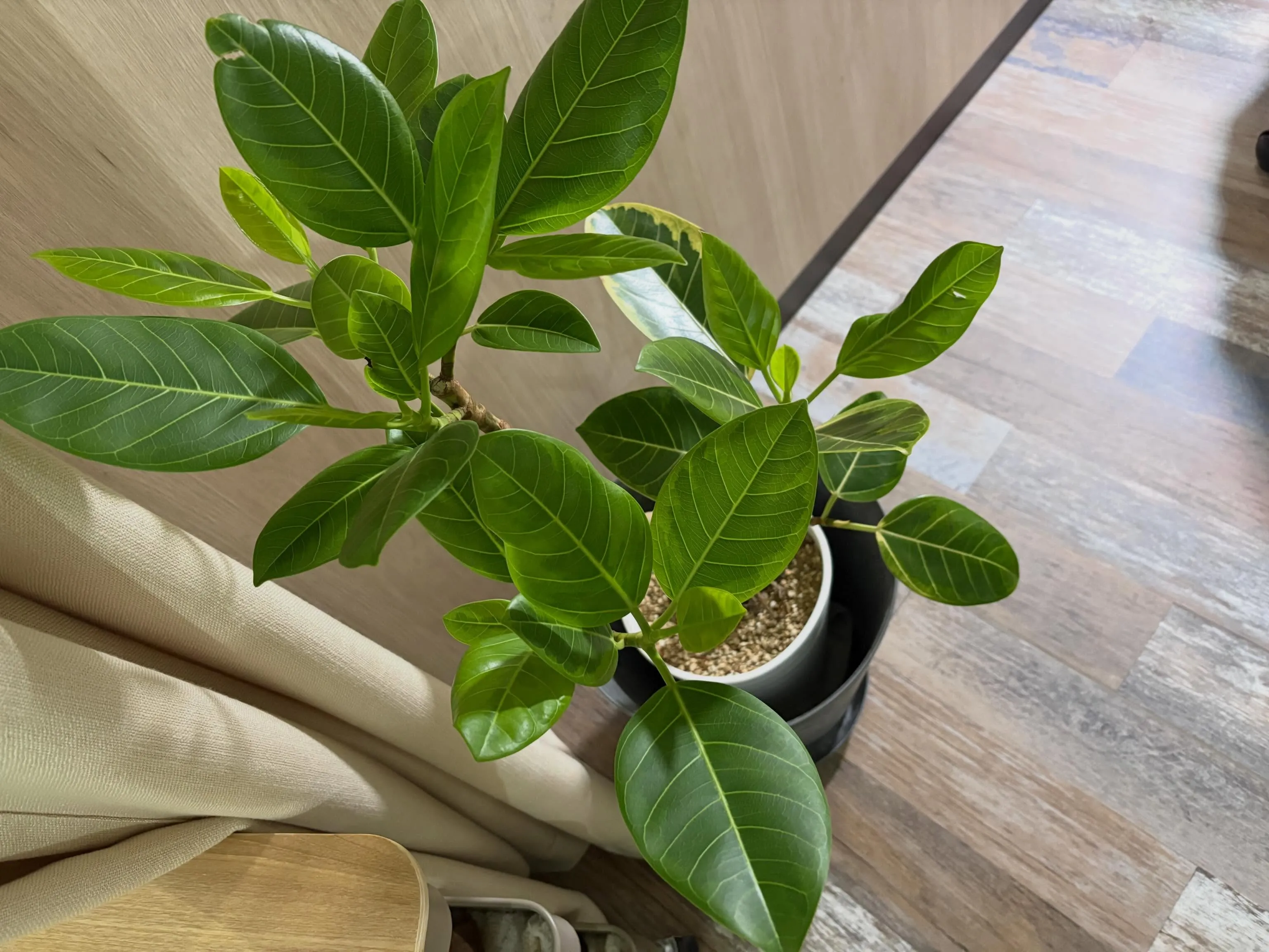 【植物に囲まれてリラックスしたひとときを🍀】