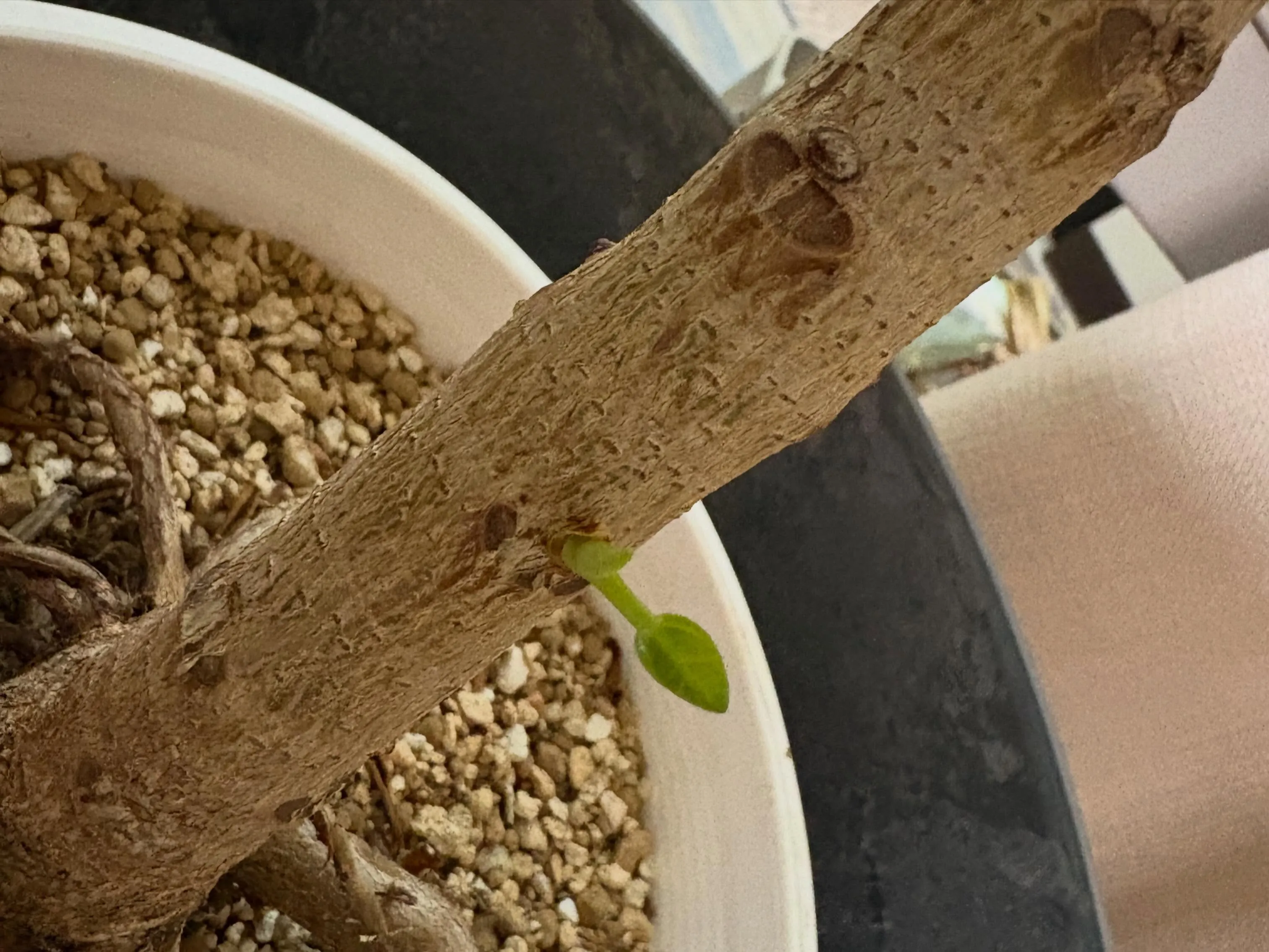 【植物に囲まれてリラックスしたひとときを🍀】