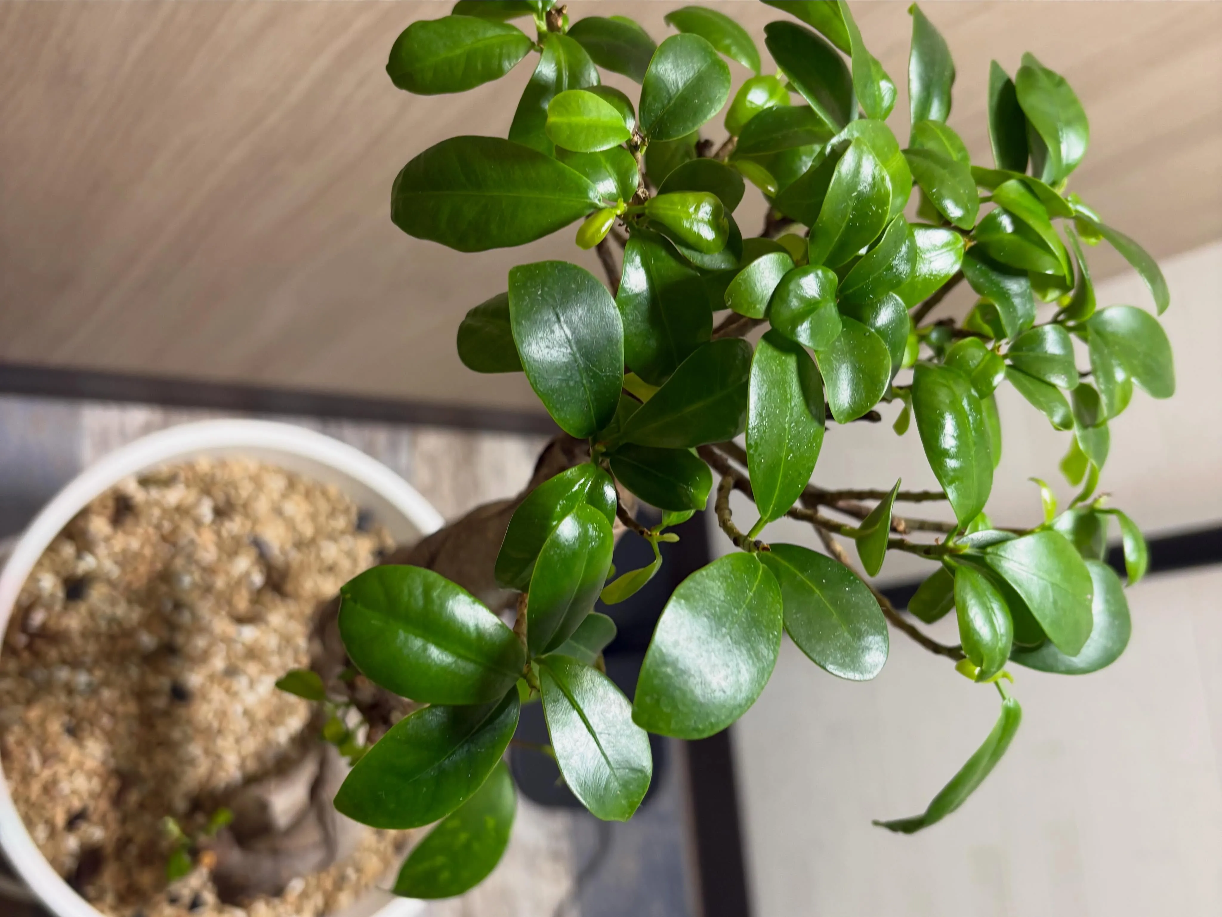 【植物に囲まれてリラックスしたひとときを🍀】