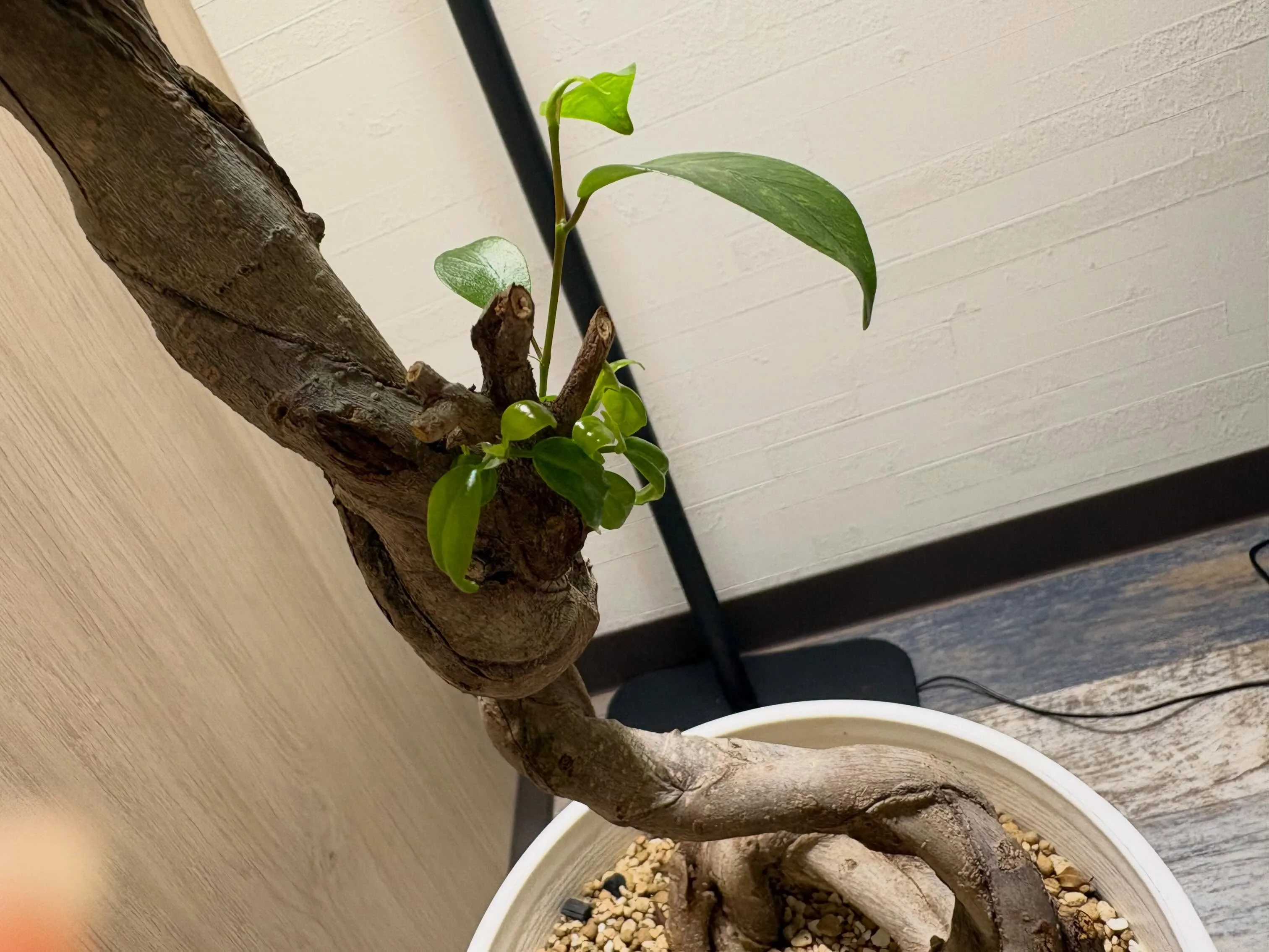 【植物に囲まれてリラックスしたひとときを🍀】